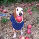 dog with apple in mouth dog with apple in mouth