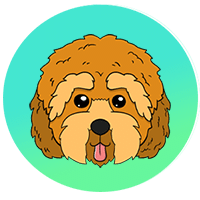 Cockapoo Cockapoo