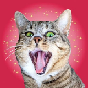CRAZY CAT CRAZY CAT