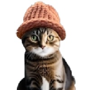 catwifhat catwifhat