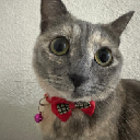 Just Elizabeth Cat Just Elizabeth Cat