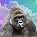 Harambe on Solana Harambe on Solana