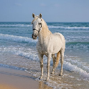 HORSE COIN HORSE COIN