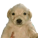 Perro Dinero Perro Dinero