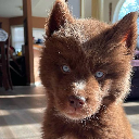 Red Siberian Husky Red Siberian Husky