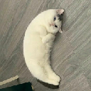 Mooncat Mooncat