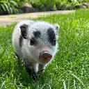 Petunia Petunia