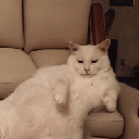SofaCat SofaCat