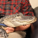 Emotional Support Alligator Emotional Support Alligator