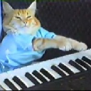 Keyboard Cat(keycatsol.com) Keyboard Cat(keycatsol.com)